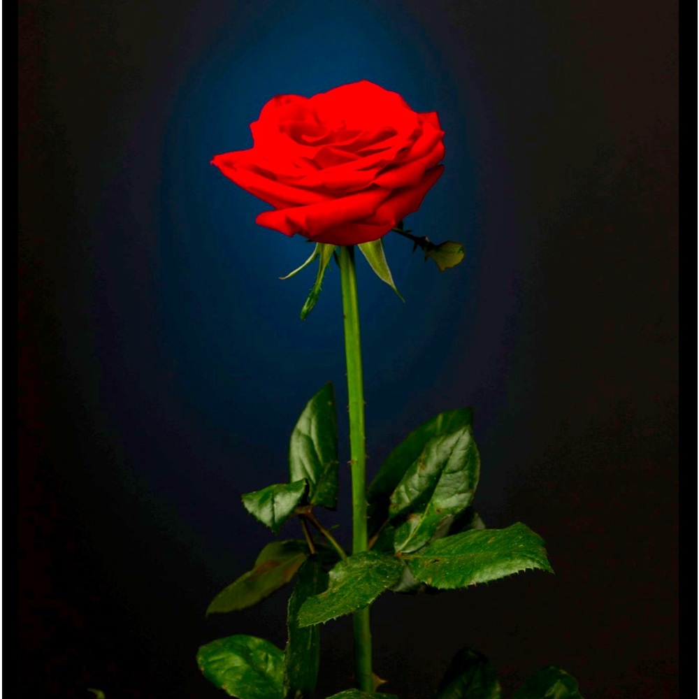 Meet your Posher, Lunnu